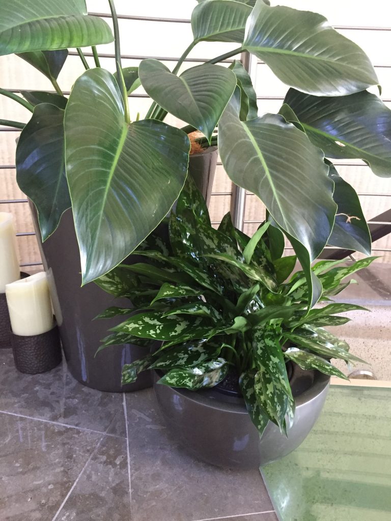 office plant care - plant rental sunshine coast - corporate plants